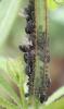 Aphis fabae
